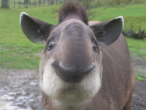 tapirer1.jpg